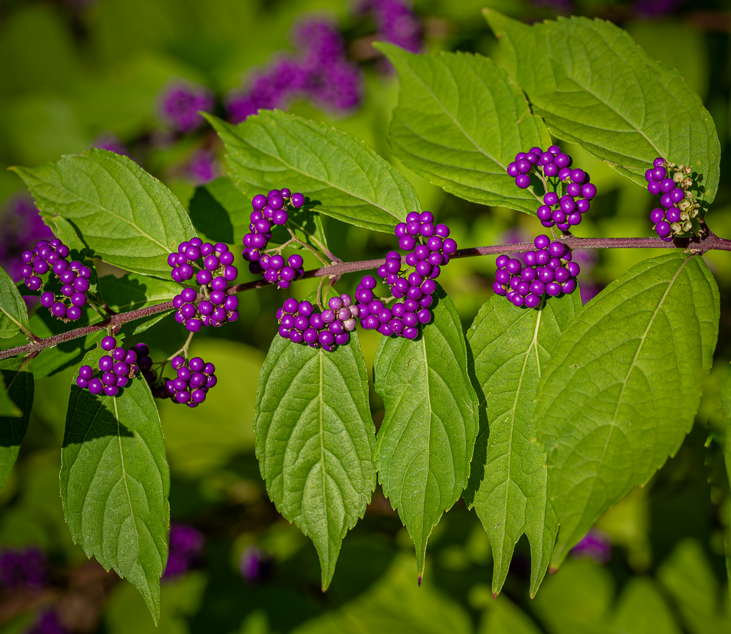 3rd PrizeAssigned Pictorial In Class 2 By Thomas Miller For Augusts American Beautyberry JAN-2024.jpg